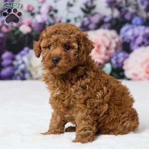 Bailey, Miniature Poodle Puppy
